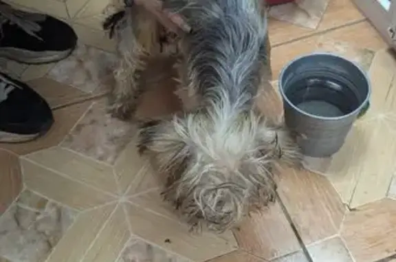 Найдена собака, Томск, фото: Йорк найден: ул. Дзержинского, 36, Томск