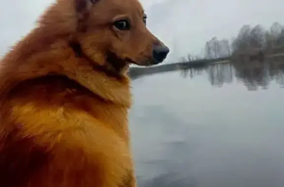 Пропала собака, Емца, Архангельская обл.