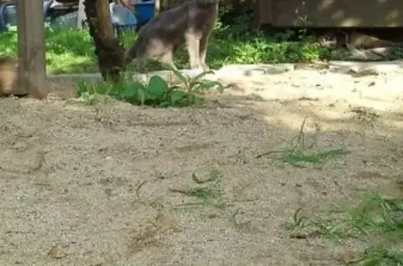 Пропала кошка, ул. Саввы Морозова