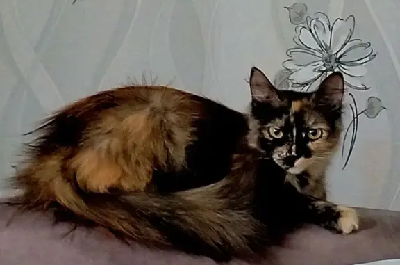 Кошки потеряшки, Ростов-на-Дону, фото: Потеряшка кошка Пуговка, ул. Муравьёва, 35