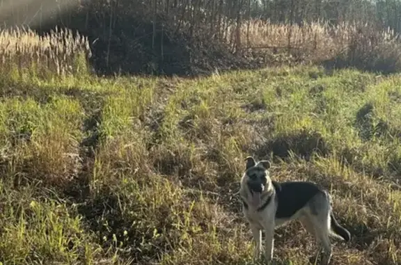 Собака найдена: пр. проезд № 816, Коммунарка