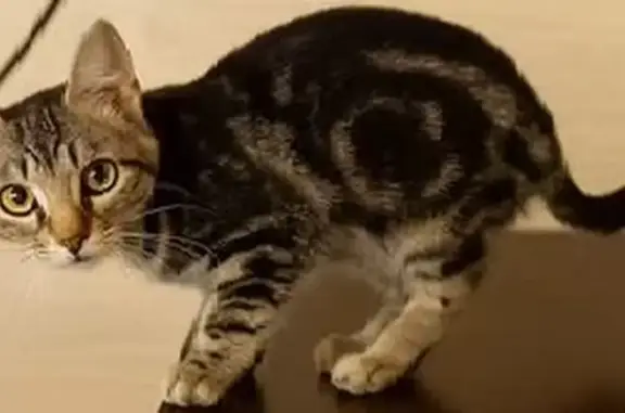 Кошки потеряшки, , фото: Потеряшка кошка Алиса, А-289, 116-й км