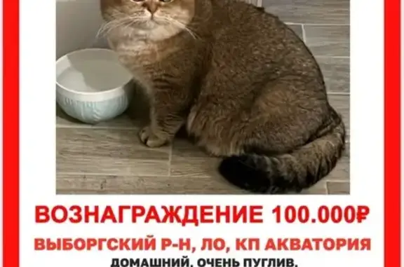 Кошки потеряшки, Ленинградская область, фото: Потеряшка британский кот, Полянское СП, ЛО
