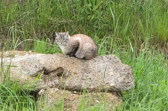 Пропала кошка, Парадная улица, МО