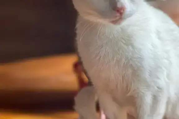 Кошка найдена: Логовской, Алтайский край