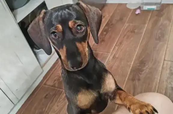 Собаки потеряшки, Новосибирск, фото: Потеряшка собака с Кропоткина 116А, Новосибирск