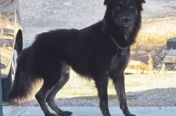 Пропала собака, пер. Туристов, 40, Симферополь