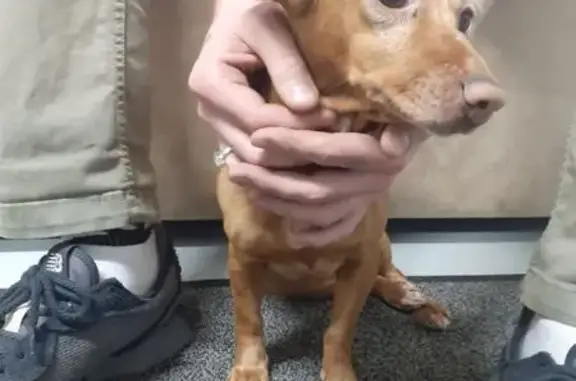 Найдена собака, Челябинск, фото: Найдена рыжая такса, Челябинск, пр. Победы 227