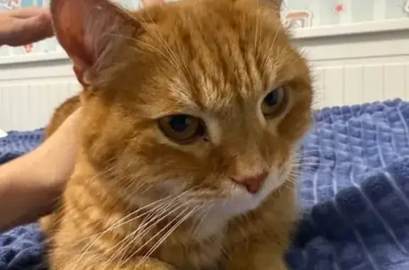 Найдена кошка на Варшавской ул., 3 к1