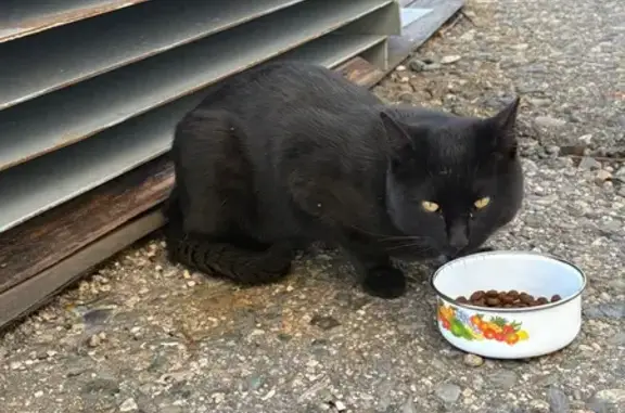 Найдена кошка, Чита, фото: Чита: найдена черная кошка, Ингода 100А