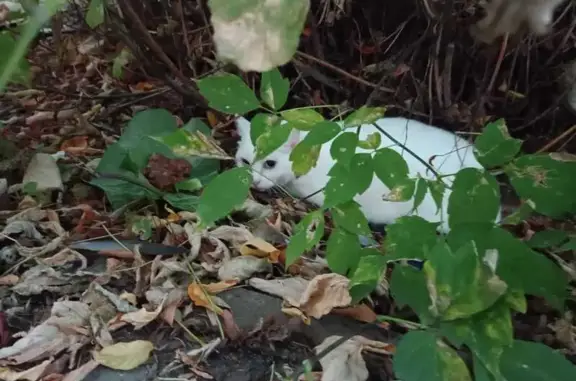 Кошка найдена: ул. Королёва, 4, Казань