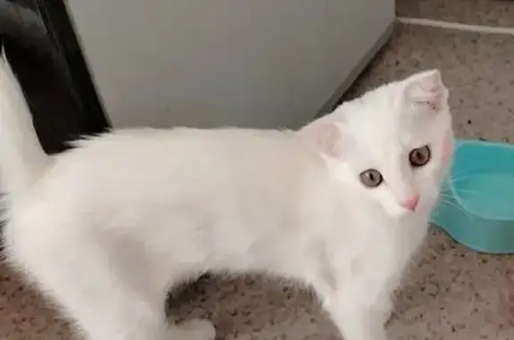 Пропала кошка, ул. Энергетиков, Южноуральск