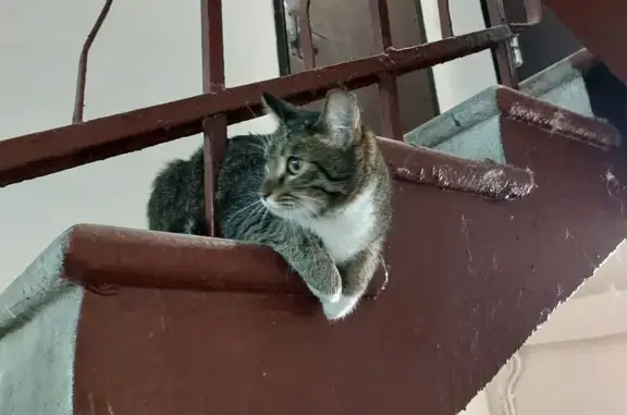 Найдена кошка, Москва, фото: Кошка найдена на Перовской, 51, Москва