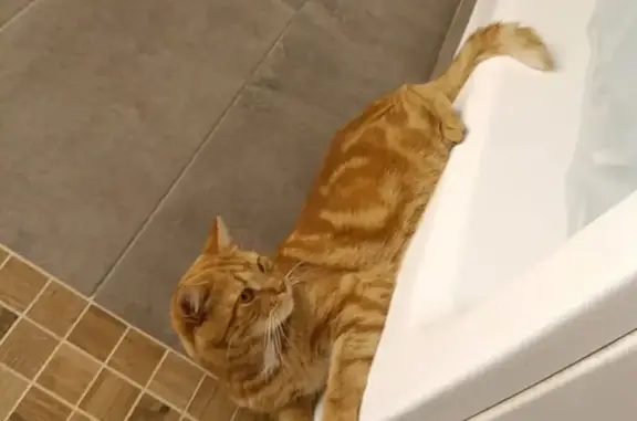 Кошки потеряшки, Красненькая, фото: Потеряшка рыжий кот, Отрадная ул.