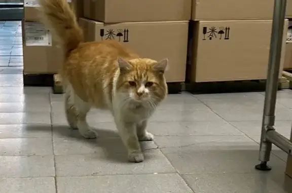 Найдена кошка, Московская ул., 29, Тамбов