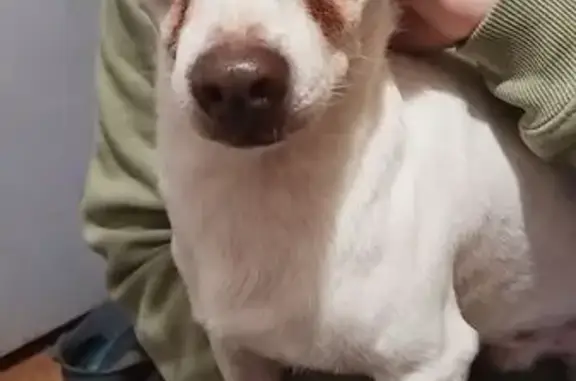 Найдена собака, Советск, фото: Чихуахуа найден на ул. Суворова, Советск