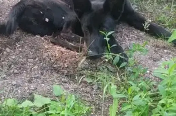 Пропала собака, Северная ул. 5, Бердянск
