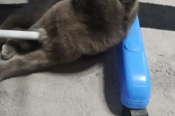 Пропала кошка, Ленинск-Кузнецкий, Салаирский 6