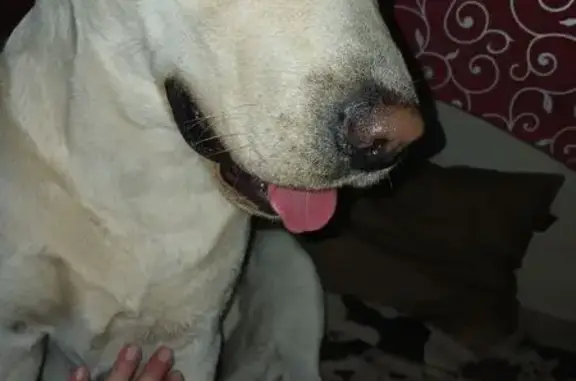 Найдена собака, Балахна, фото: Лабрадор найден: ул. Филатова, Балахна