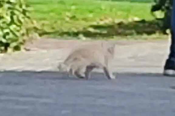 Котенок найден у Дворца Земледельцев, Казань