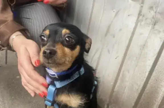 Найдена собака, Санкт-Петербург, фото: Собака найдена: Старорусская ул., СПб