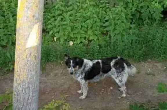 Собаки потеряшки, Казань, фото: Потеряшка собака, ул. Можайского, Казань