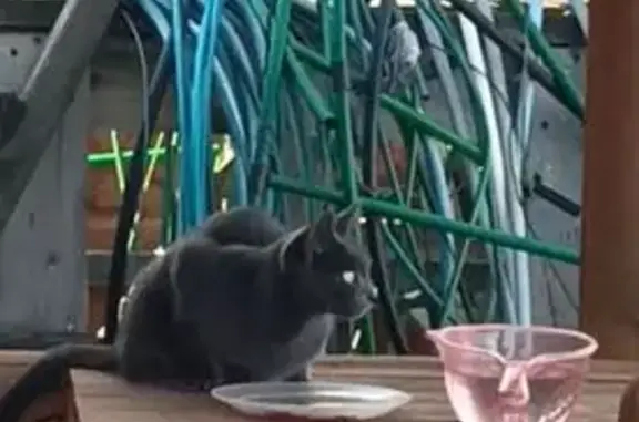 Кошка найдена: 51, Элитовский с/с