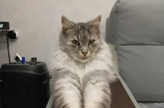 Кошки потеряшки, Ходынино, фото: Потеряшка кот Фиксик, Полевая ул., Ходынино