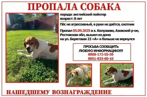 Собаки потеряшки, Ростовская область, фото: Потеряшка собака, х. Колузаево, Ростовская обл.