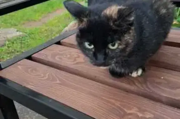 Пропала кошка, ул. Опарина, Киров