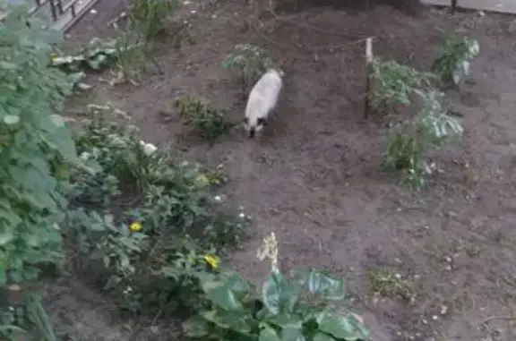 Сиамская кошка найдена, Вл. Невского 7