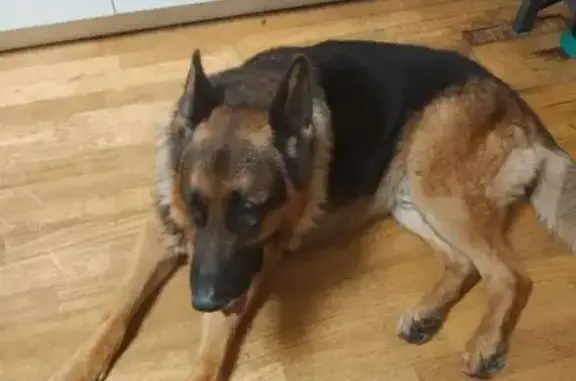 Найдена собака: Выборгское шоссе, 86