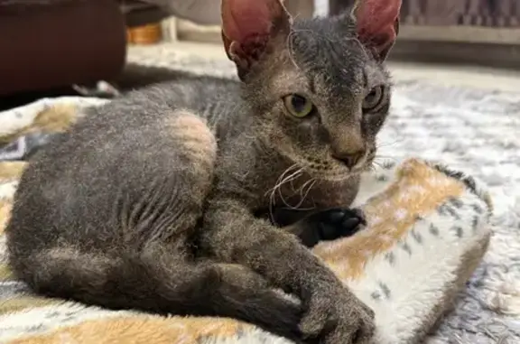 Кошка найдена у стадиона СибВО, Чита