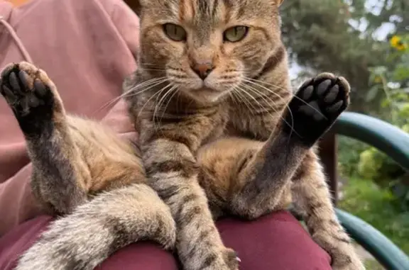 Найдена кошка, Братовщина, фото: Кошка найдена: Центральная ул., Братовщина