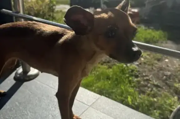 Собака у стоматологии, ул. Новый Кавказ