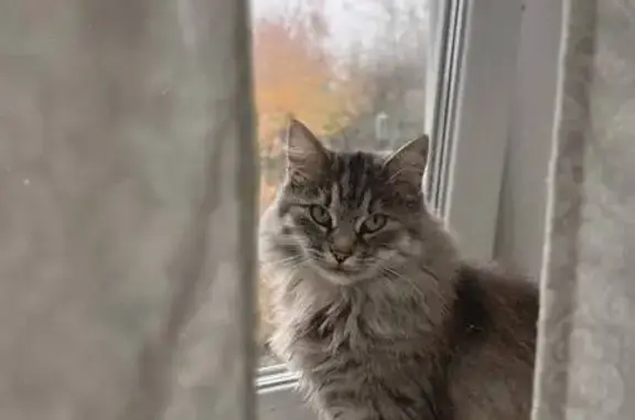 Кошки потеряшки, Елец, фото: Потеряшка кошка, Прудовая ул., 38А, Елец