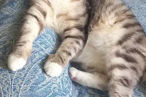 Кошки потеряшки, Кемерово, фото: Потеряшка кошка, ул. У. Громовой 7, Кемерово