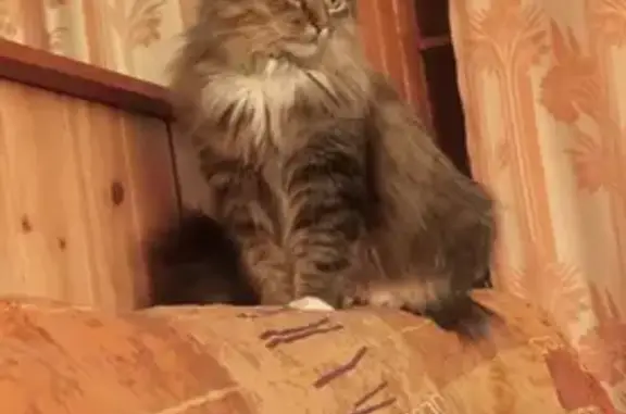 Пропала кошка в Ялгубе, Карелия