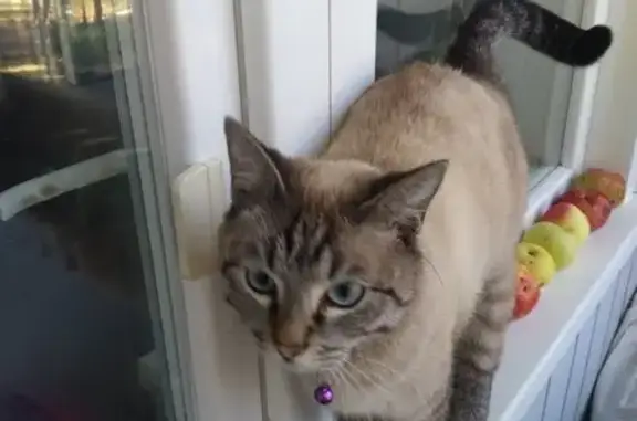 Найдена кошка, , фото: Кошка найдена: ул. Островского, 7, Пенза