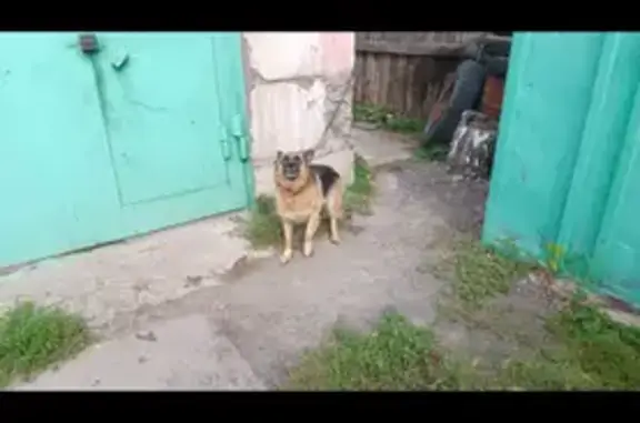 Собака найдена на Калинина, 84, Красноярск