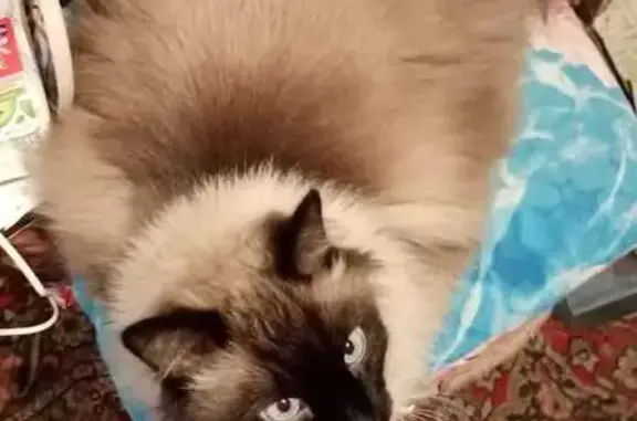 Кошки потеряшки, Мочище, фото: Потеряшка кошка, ул. Космонавтов 45, Мочище