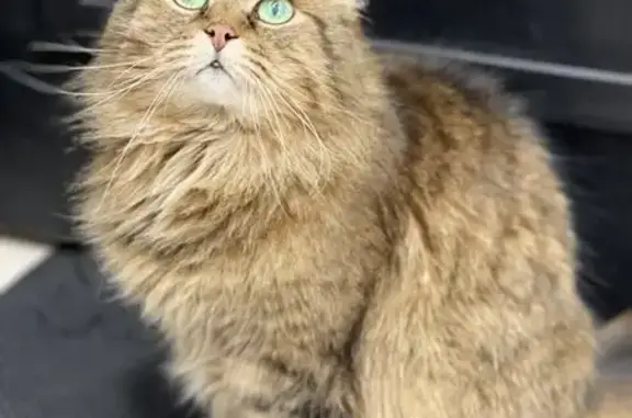 Кошки потеряшки, Себенки, фото: Потеряшка кошка, Сельская ул., Себенки