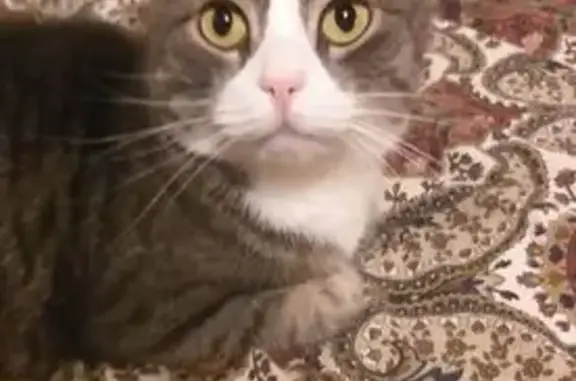 Пропала кошка, Озёрная ул. 62, Всеволожск