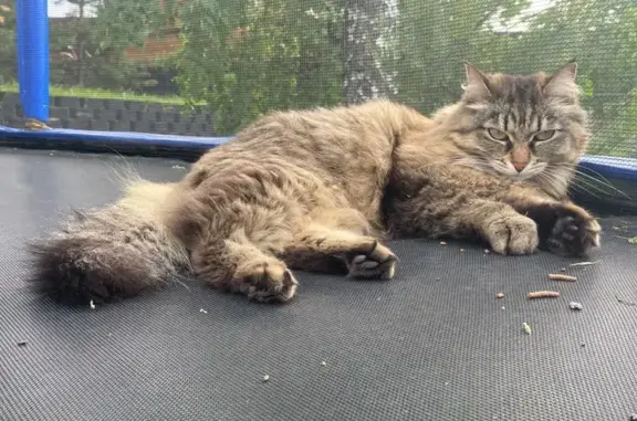 Кошки потеряшки, Солонцовский сельсовет, фото: Потеряшка кошка Пуша, Солонцовский с/с