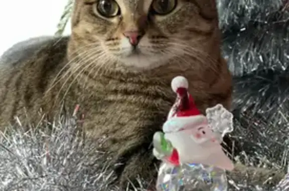 Кошки потеряшки, Краснодар, фото: Потеряшка кошка, Лицейская 24, Краснодар