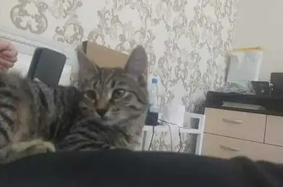 Пропала кошка, Победиловский тракт, Киров