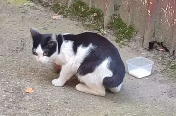 Кошка найдена: пр. Фрунзе, 222, Томск