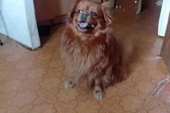 Собаки потеряшки, Орехово-Зуево, фото: Потеряшка собака, Орехово-Зуево, Урицкого 5