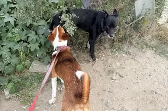 Найдена собака, Владивосток, фото: Собака найдена на Окатовой улице, Владивосток