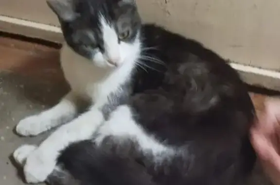 Найдена кошка, Волжский, фото: Кошка найдена: Машиностроителей, 10, Волжский